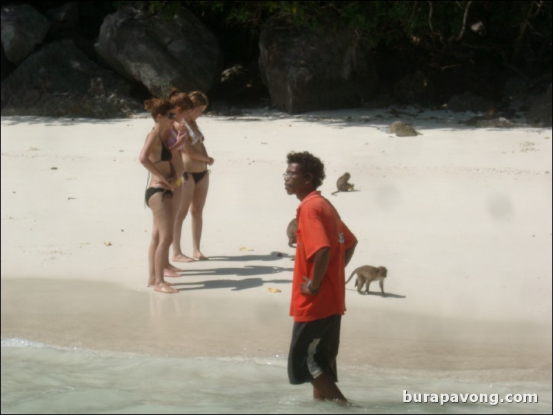 Monkeys on the beach around Phi Phi Island.