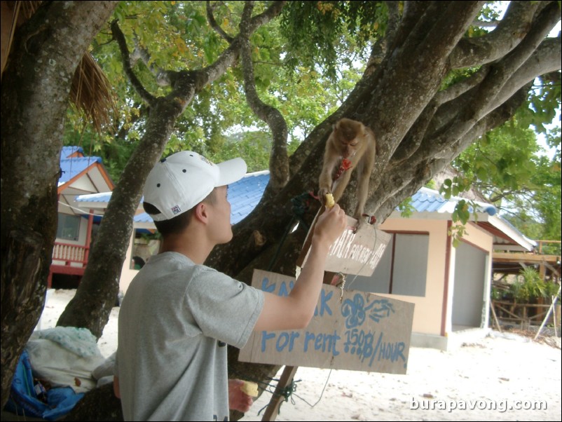 Messing around with a monkey on Phi Phi Island.