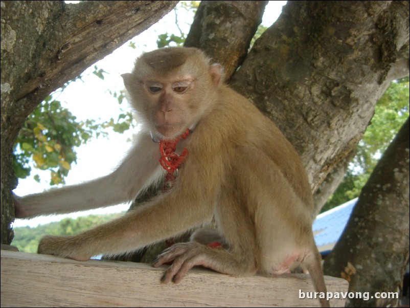 Messing around with a monkey on Phi Phi Island.