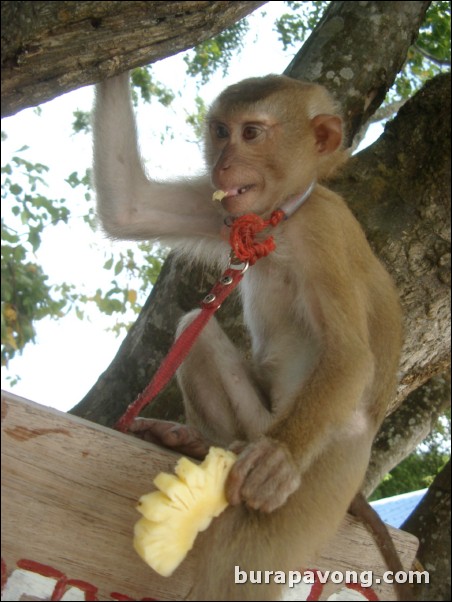 Messing around with a monkey on Phi Phi Island.