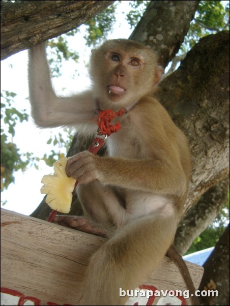 Messing around with a monkey on Phi Phi Island.