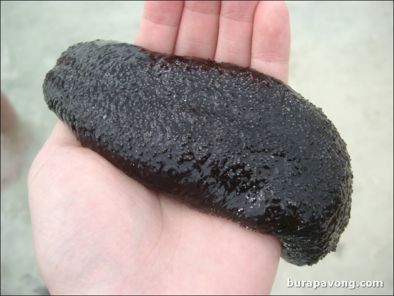 A living sea cucumber I found on Koh Kai (Kai Island).