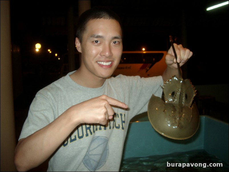 Kan Eng Restaurant on Chalong Bay. Horseshoe crab.