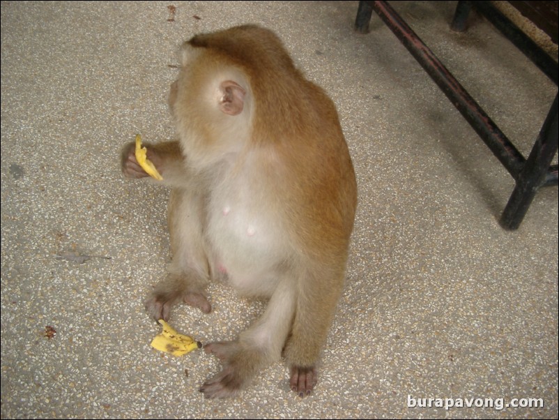 Wild monkeys at another viewpoint in Phuket.