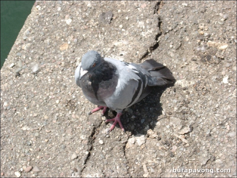 A pigeon.