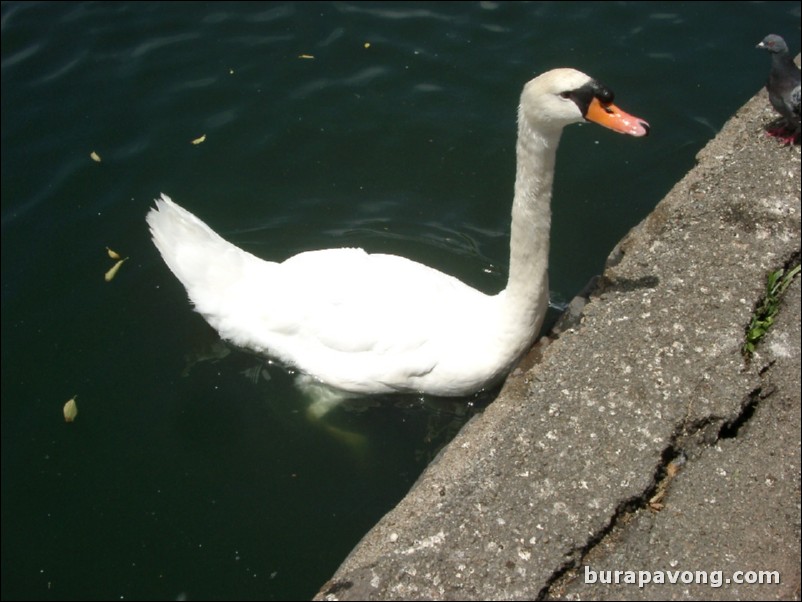 A swan.