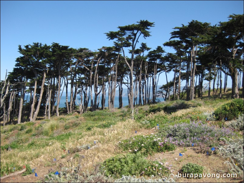 Sutro Baths.