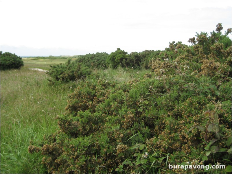 Sunday on The Old Course.  Gorse bush.