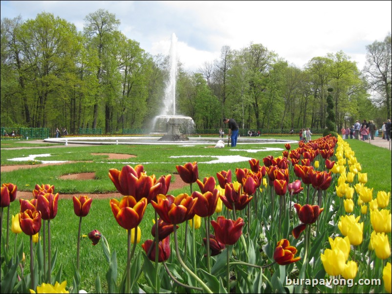 The Lower Gardens of Peterhof Palace.