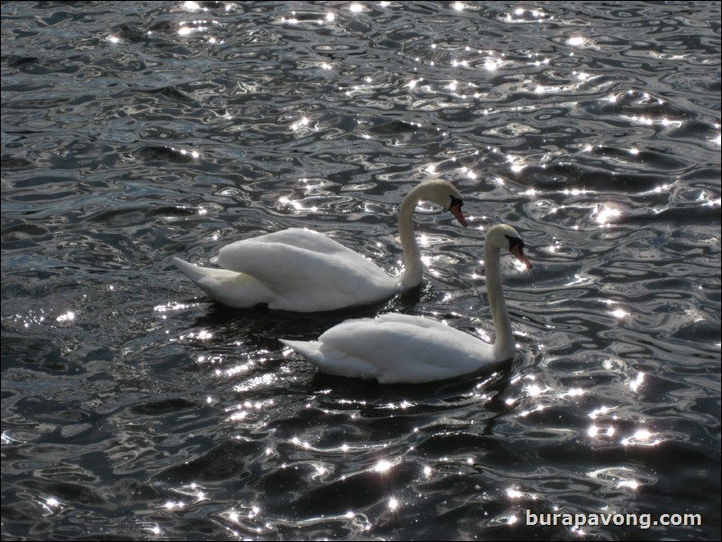 Swans off Djurgrden island.