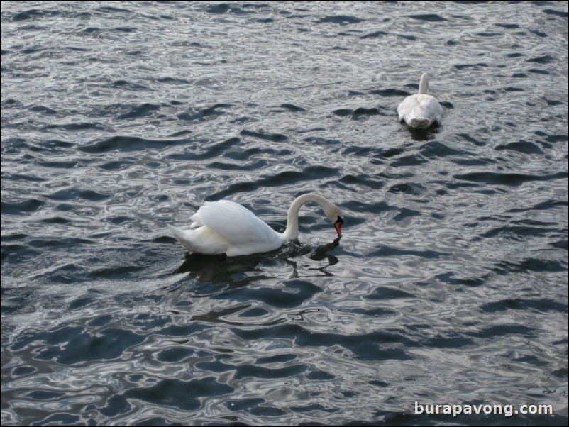 Swans off Djurgrden island.