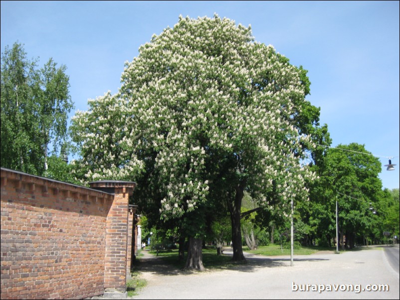 Djurgrden island.