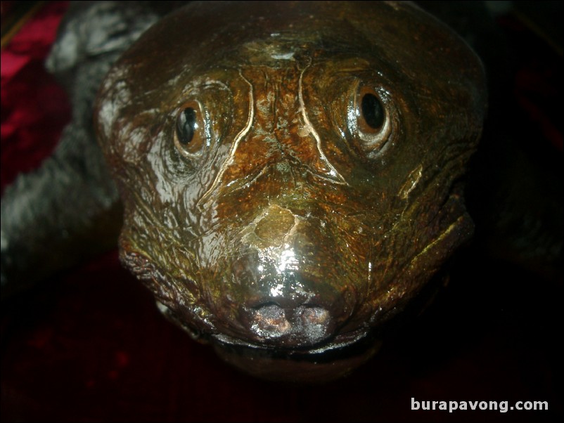 Closeup of face of legendary giant turtle of Hoan Kiem Lake.